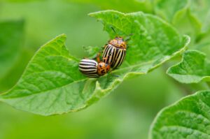 garden pests eating