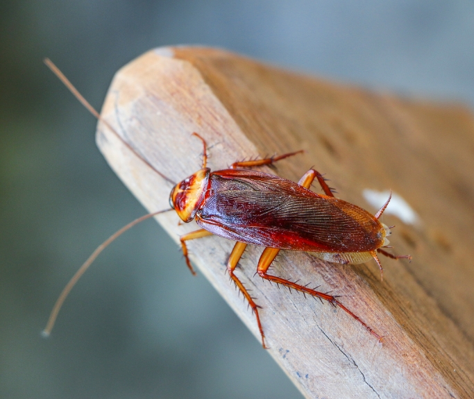 Pest Control Company Outdoor Pest Indoor Pests Green Army