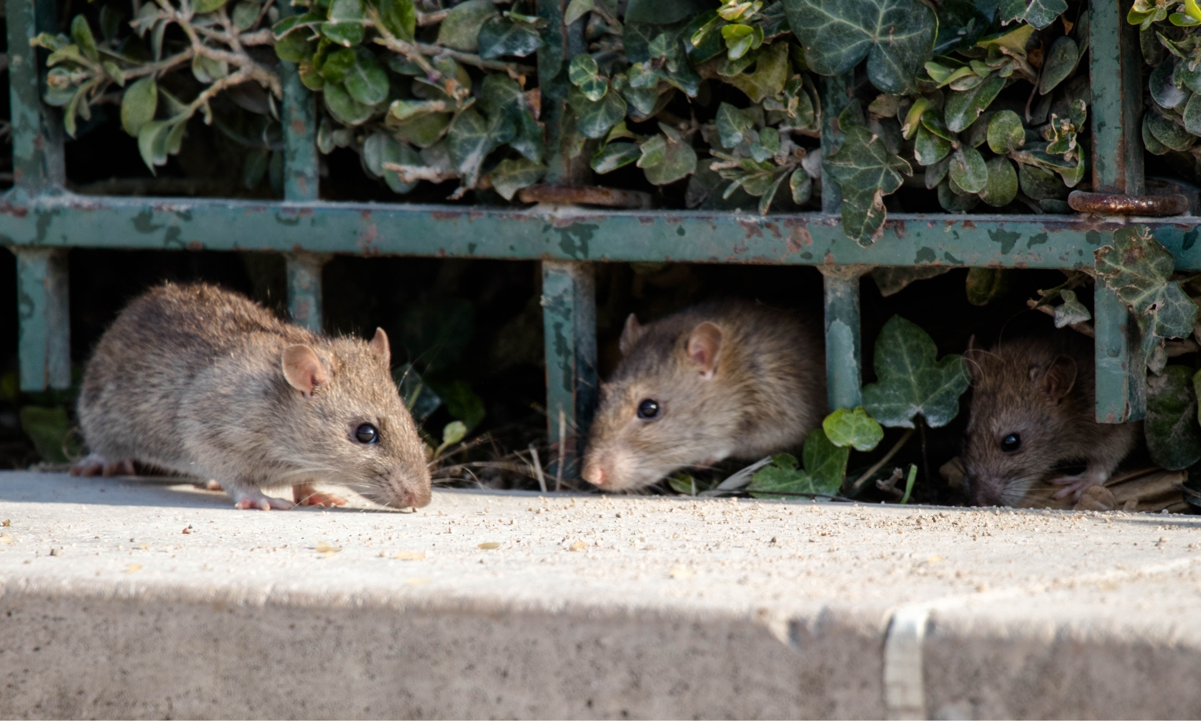 Pest Control Company Ants Mosquitos Mice Green Army