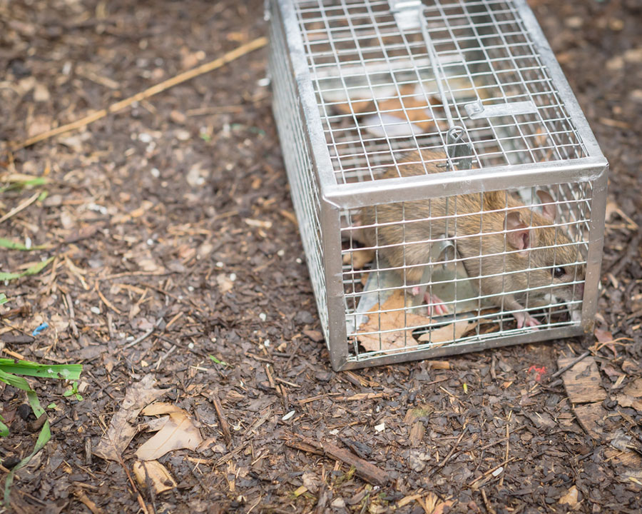 Wildlife Trapping: Keeping Pests Out of Your Home - Green Army