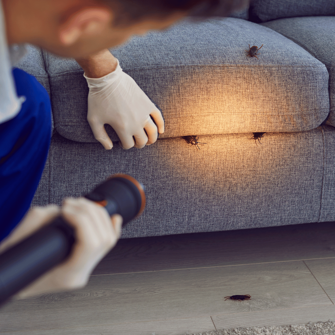 View of Home Pest Inspection Near Me: What to Expect and Why It’s Essential for ...